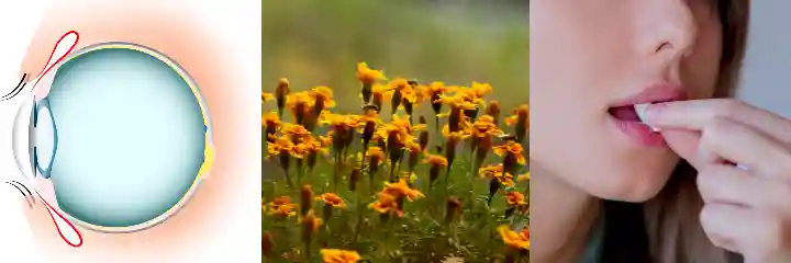 루테인 지아잔틴의 효능과 함께 먹으면 눈 건강을 위해 더 좋은 것은? 2 눈 건강에 좋은 마리골드 꽃