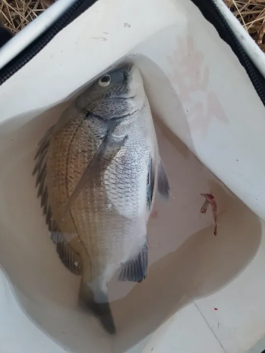 가덕도에서 카고낚시로 감성돔을 잡다. 포인트공개 3 직접 잡은 감성돔이 뚜레박 물통에 들어 있다.