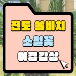 진도-쏠비치-소철나무-야경-감사-썸네일